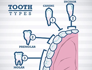 Types of teeth for cost of root canal in Plano  
